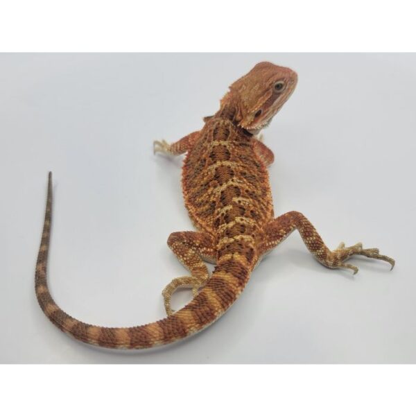 Male Red LC Hybrid pos het Hypo/Translucent - Image 2