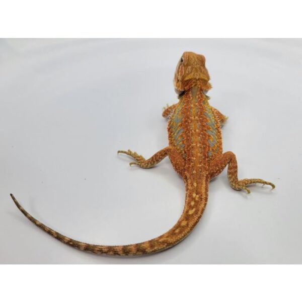 Female Hypo Leather Dunner Pos Het Translucen - Image 2