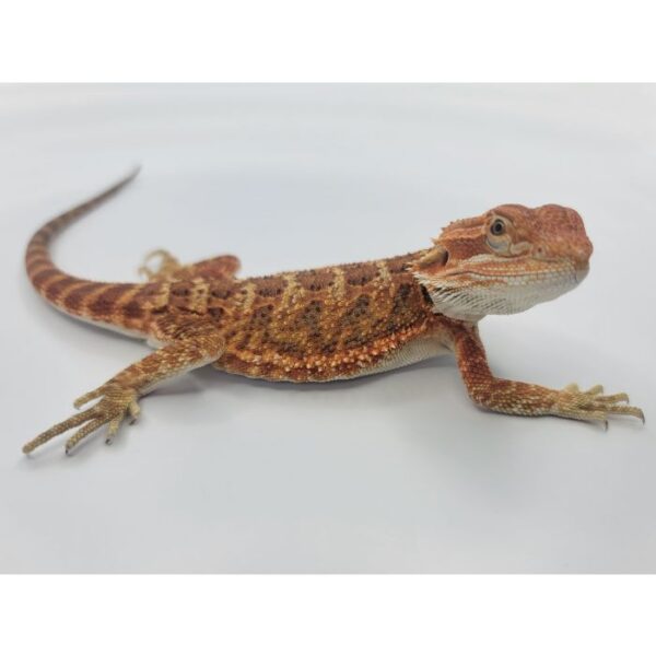 Male Red LC Hybrid pos het Hypo/Translucent - Image 3