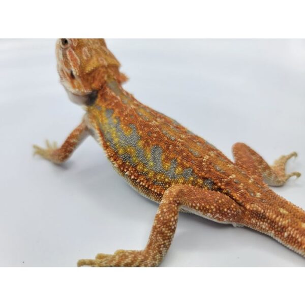 Female Hypo Leather Dunner Pos Het Translucen - Image 3