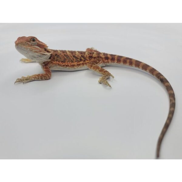 Male Red LC Hybrid pos het Hypo/Translucent