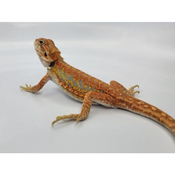 Female Hypo Leather Dunner Pos Het Translucen - Image 4