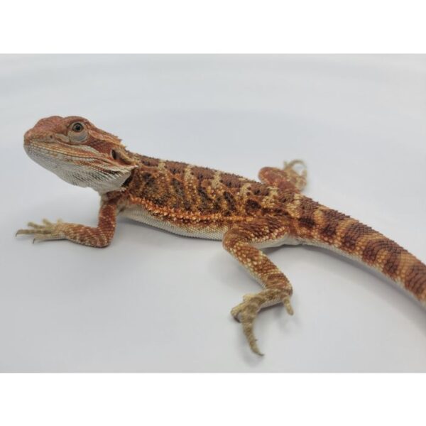 Male Red LC Hybrid pos het Hypo/Translucent - Image 4