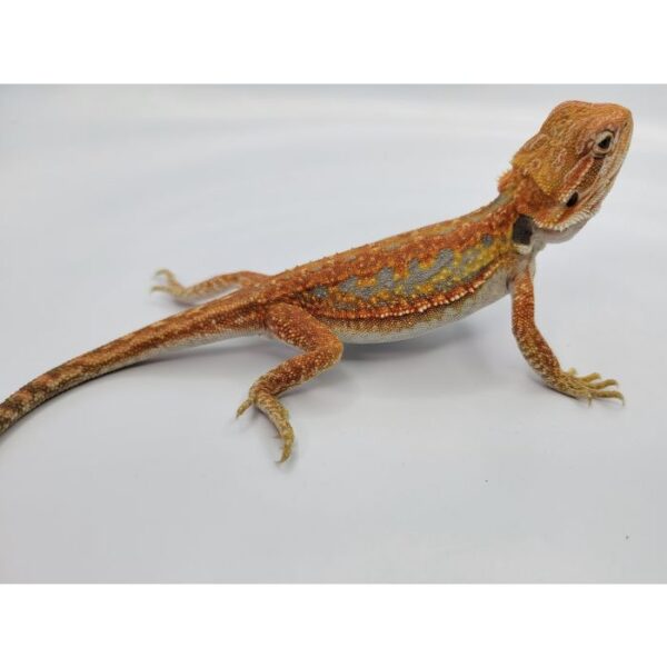 Female Hypo Leather Dunner Pos Het Translucen - Image 5