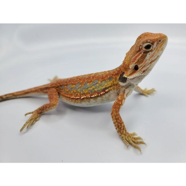 Female Hypo Leather Dunner Pos Het Translucen - Image 6