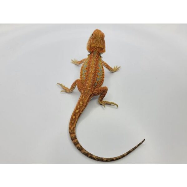 Female Hypo Leather Dunner Pos Het Translucen - Image 7