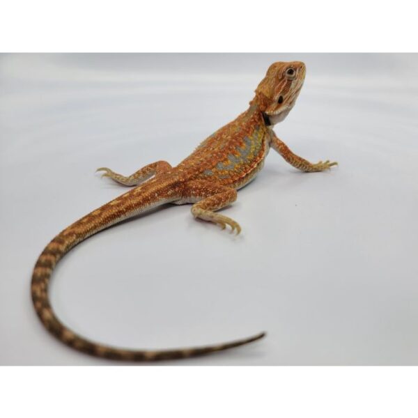 Female Hypo Leather Dunner Pos Het Translucen