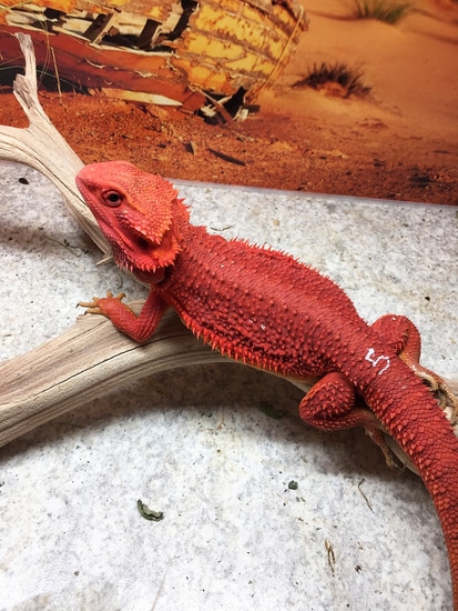 Exceptional High End Red Fire Bearded Dragons