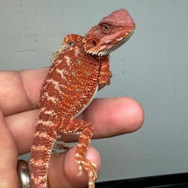 Exceptional High End Red Fire Bearded Dragons - Image 3