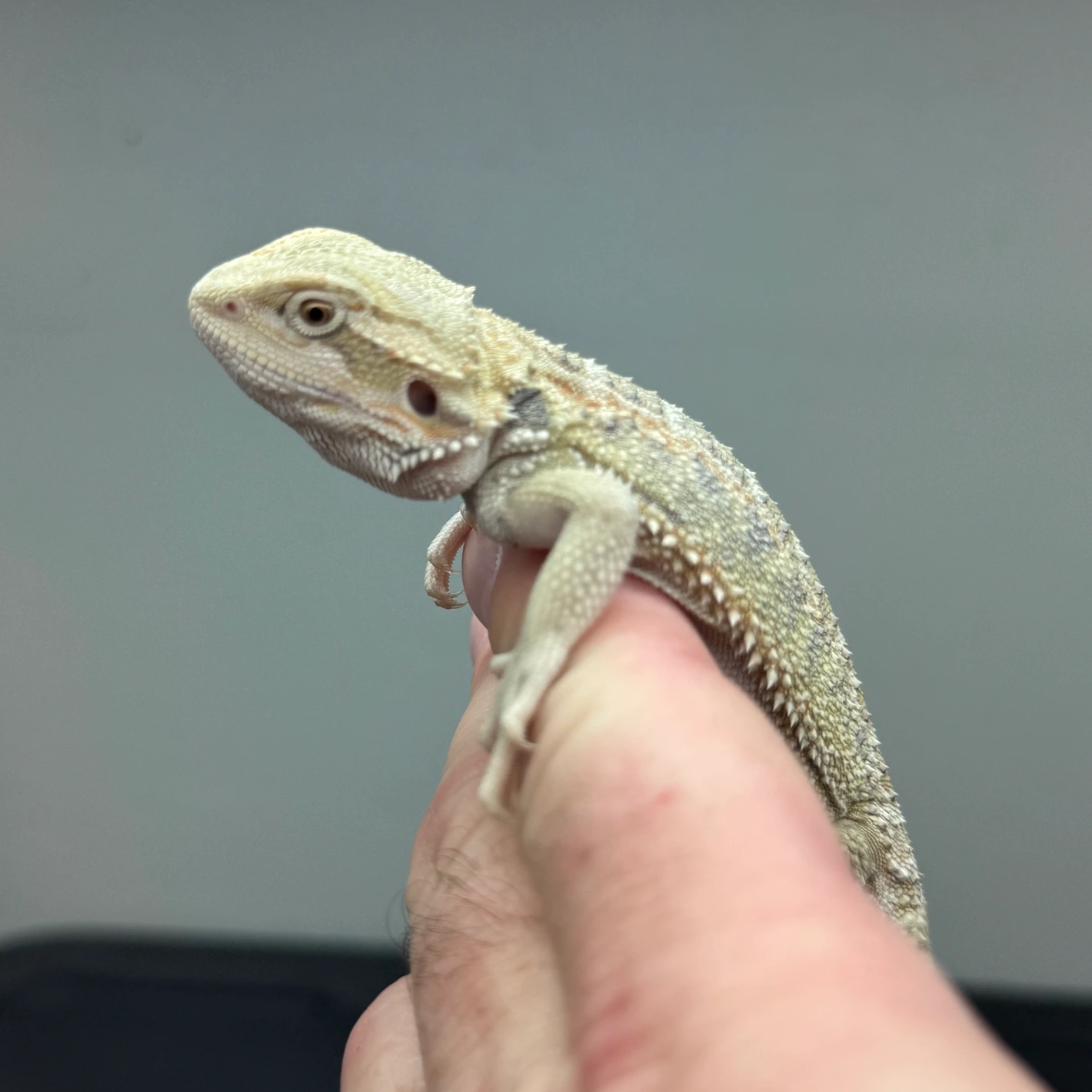 Hypo, Het Witblits, Het Zero - Image 2