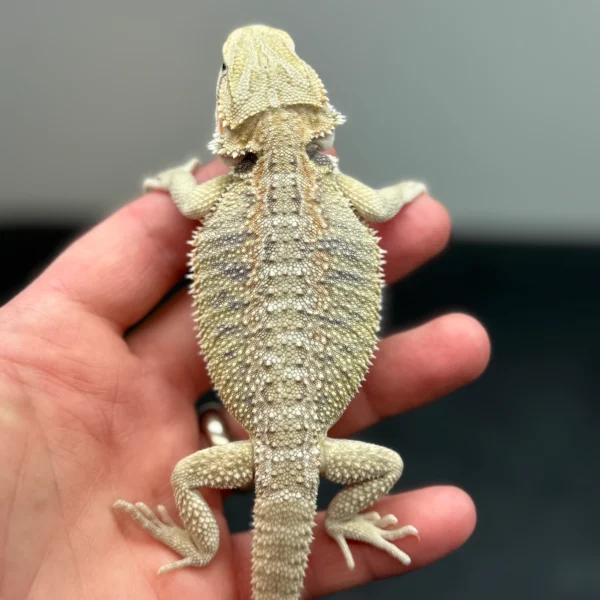 Hypo, Het Witblits, Het Zero