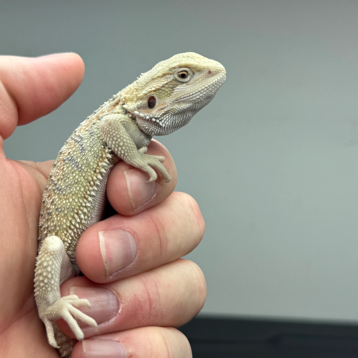 Hypo, Het Witblits, Het Zero - Image 3