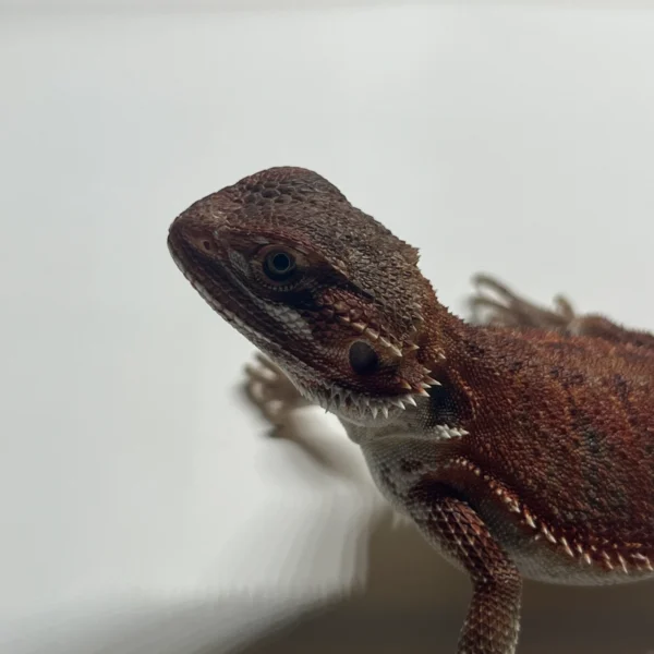 25% Red Monster, Het Trans, Het Hypo