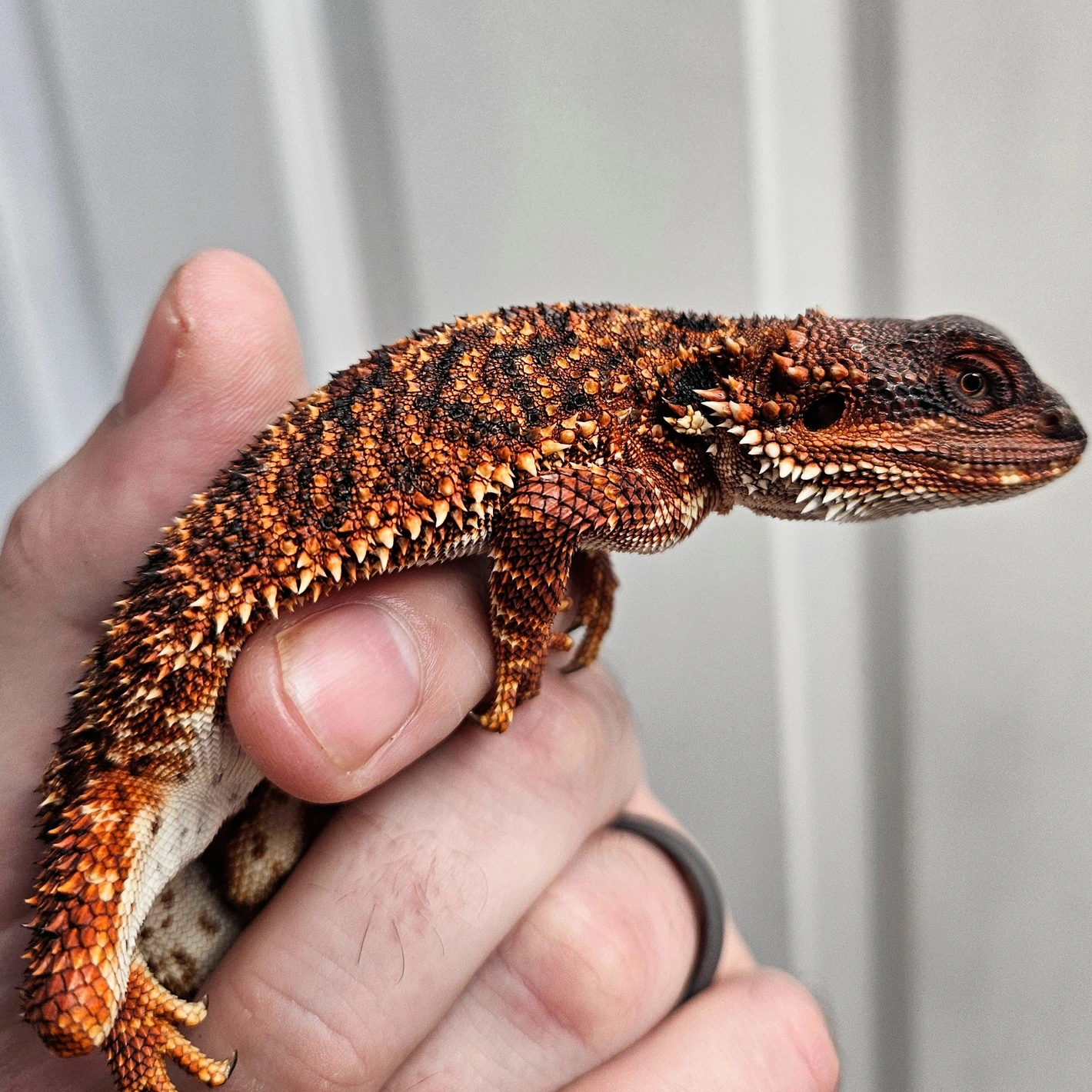 100% RM Het Hypo - Image 2