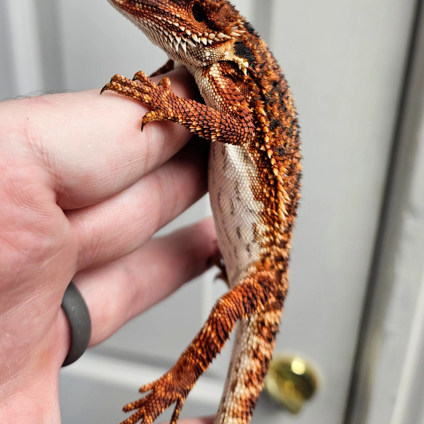 100% RM Het Hypo - Image 3