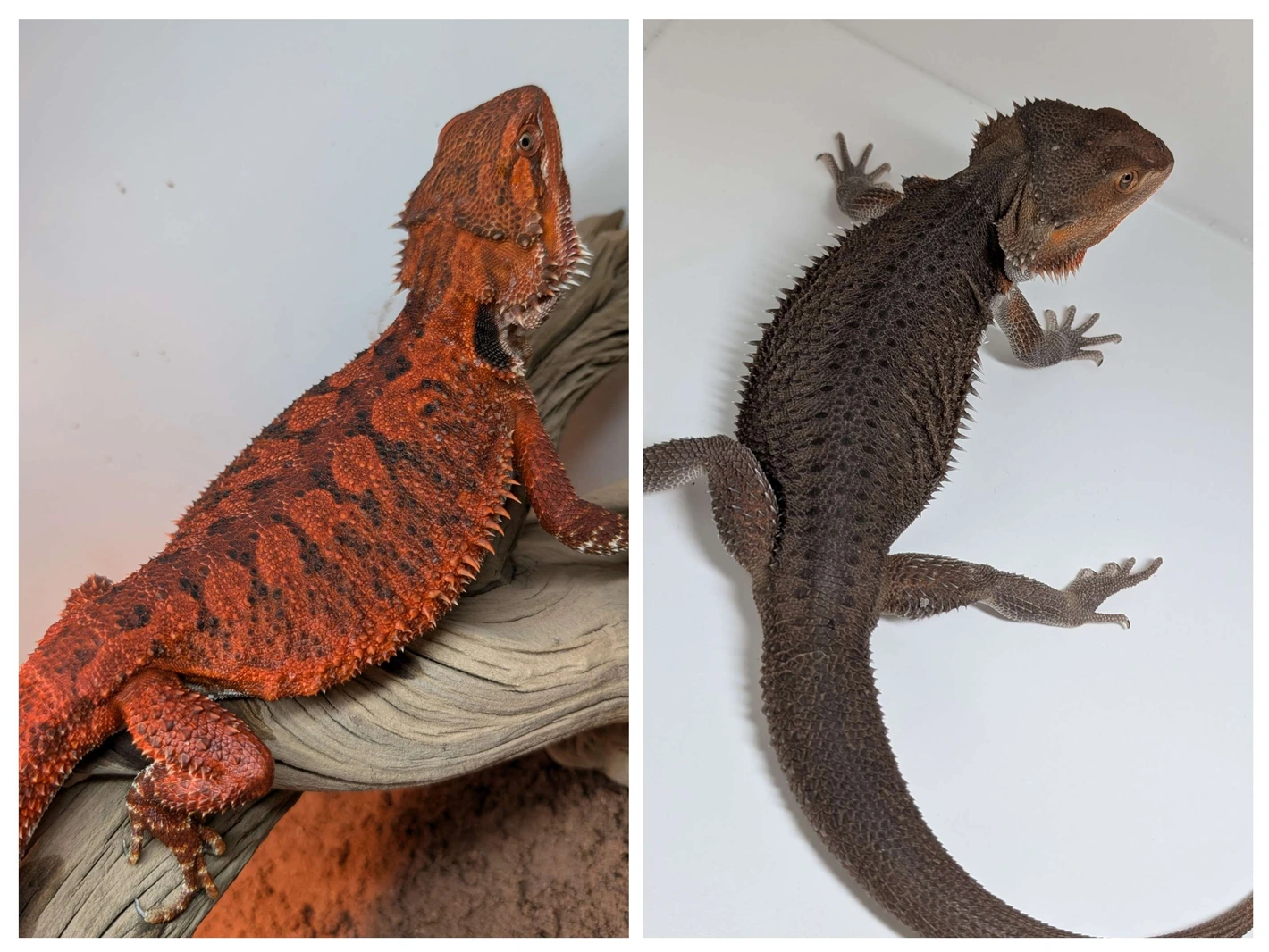 100% Het Witblit - Spanish Red X Red Monster - Image 3