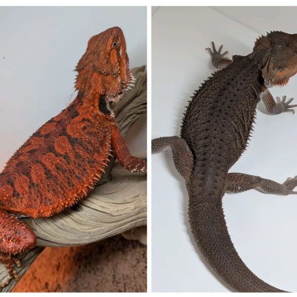 100% Het Witblit - Spanish Red X Red Monster