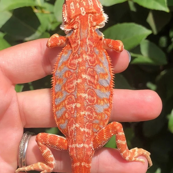 STUNNING Red And BLUE Hypo Leatherback Female Holdback Release!