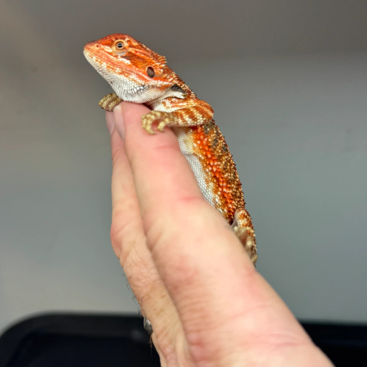 50% Red Monster, Het Hypo - Image 3