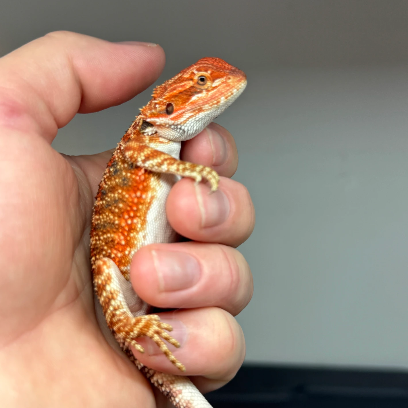 50% Red Monster, Het Hypo - Image 2