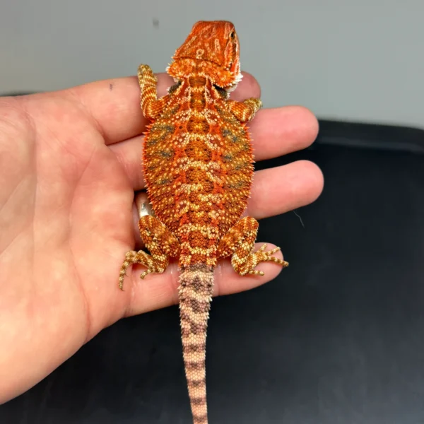 50% Red Monster, Het Hypo