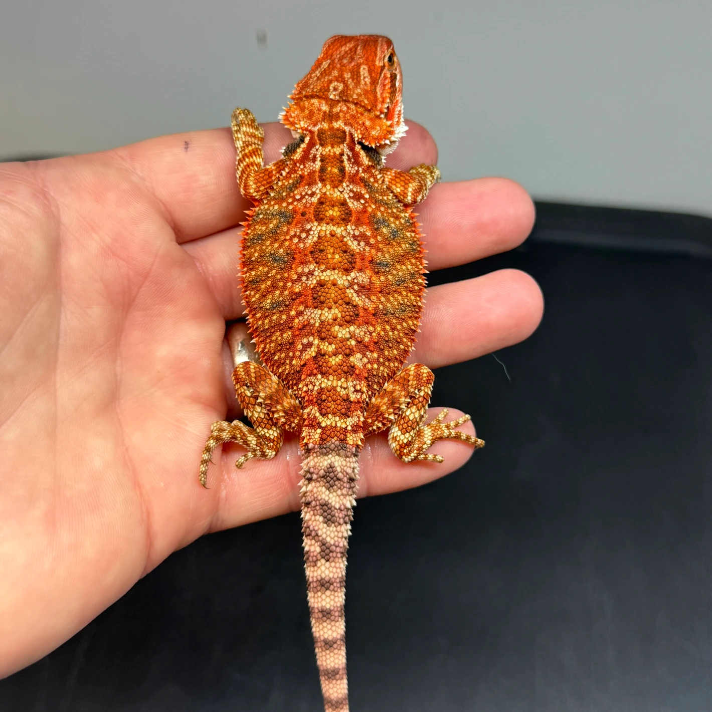 50% Red Monster, Het Hypo