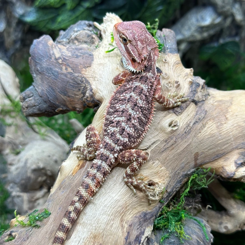 75% Red Monster Het Hypo - Image 2