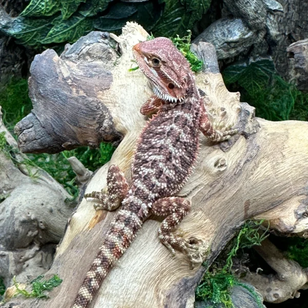 75% Red Monster Het Hypo