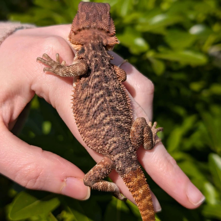 100% Het Witblit - Spanish Red X Red Monster - Image 4