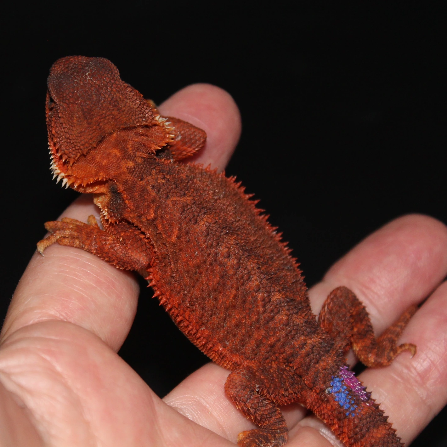 Red Monster Trans 100% Het Hypo