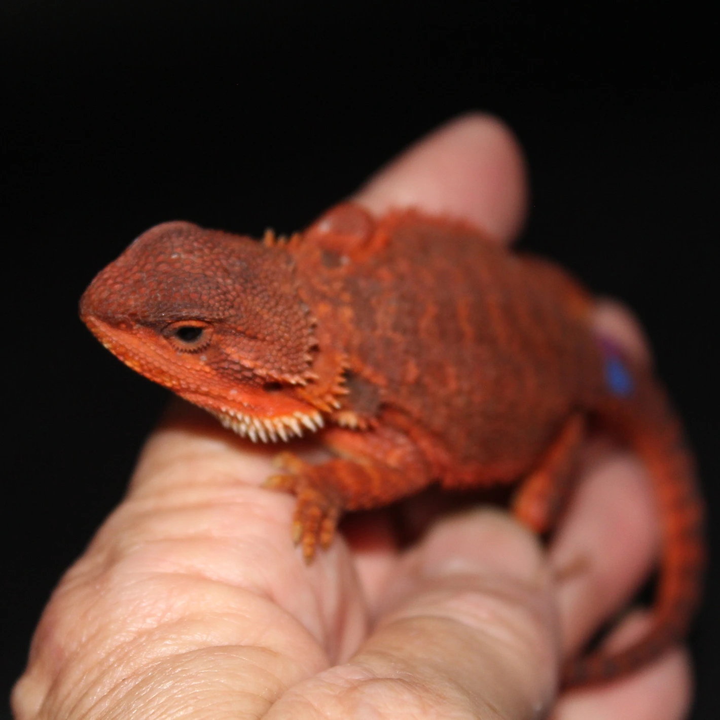 Red Monster Trans 100% Het Hypo - Image 2