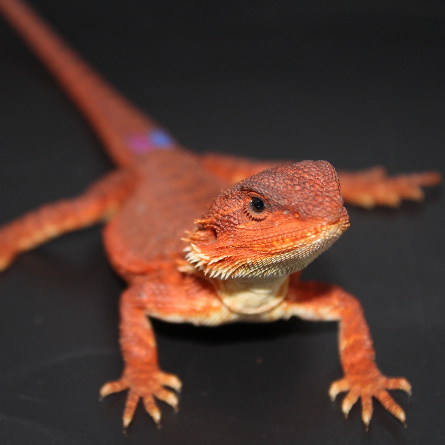 Red Monster Trans 100% Het Hypo - Image 3