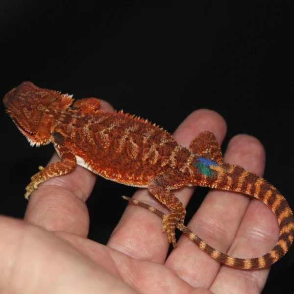 Red Monster 100% Het Hypo 66% Het Trans