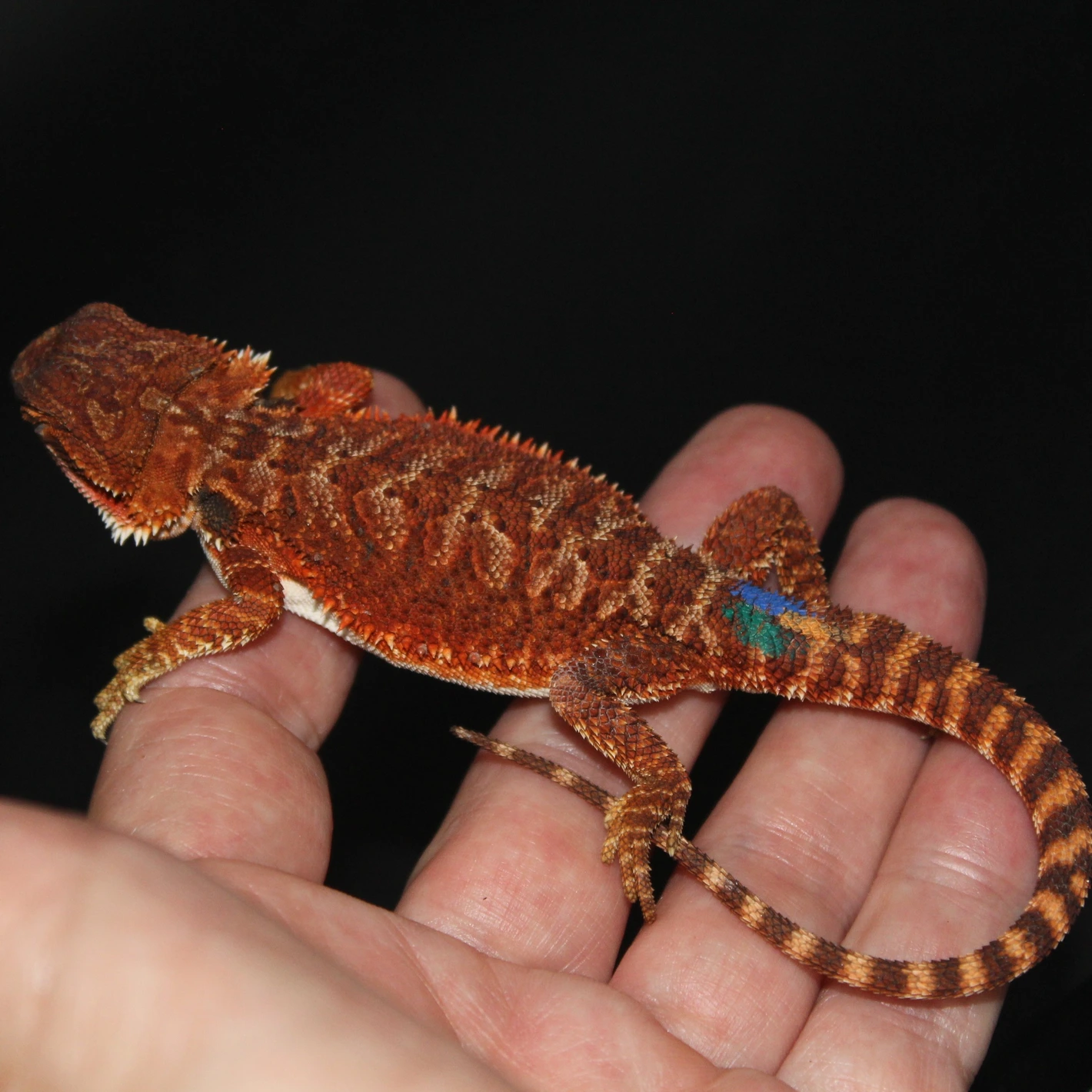 Red Monster 100% Het Hypo 66% Het Trans