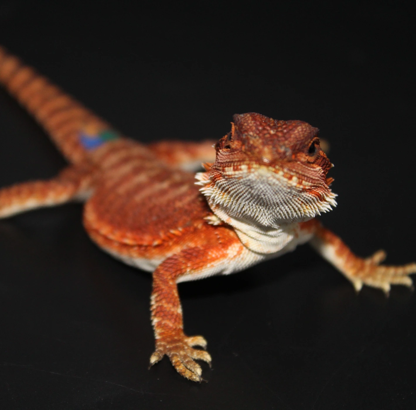 Red Monster 100% Het Hypo 66% Het Trans - Image 2