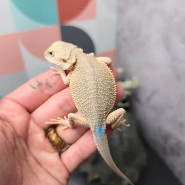 Hypo With Red Tinted Genetic Stripe 100% Het Translucent 66% Het Witblits 50% Het Zero