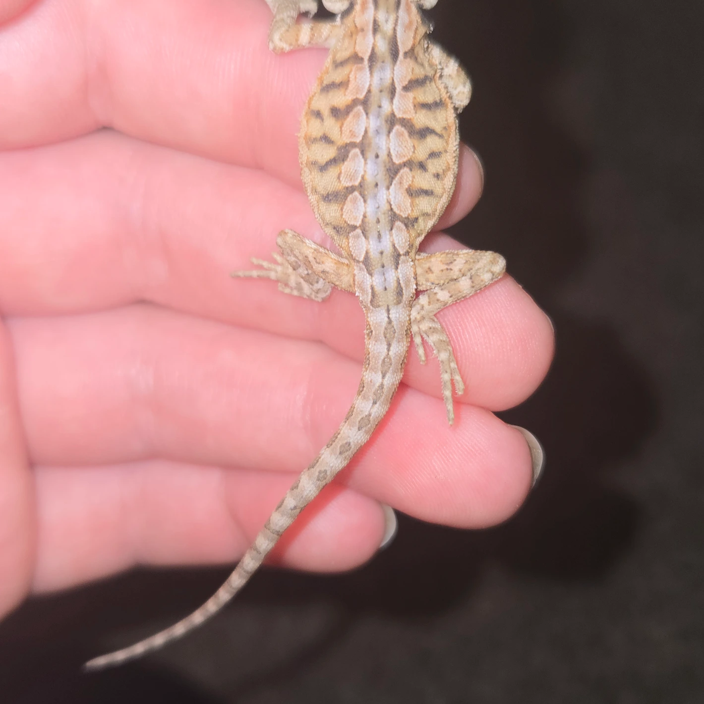 Stunning Leatherback Bearded Dragon