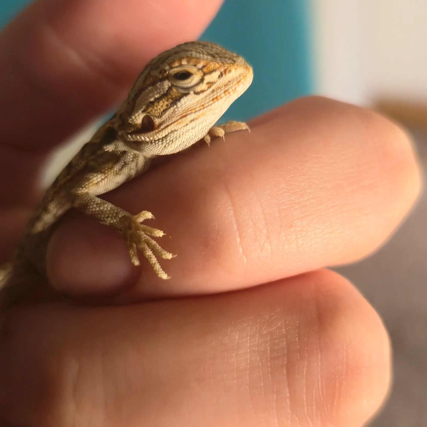 Stunning Leatherback Bearded Dragon - Image 2