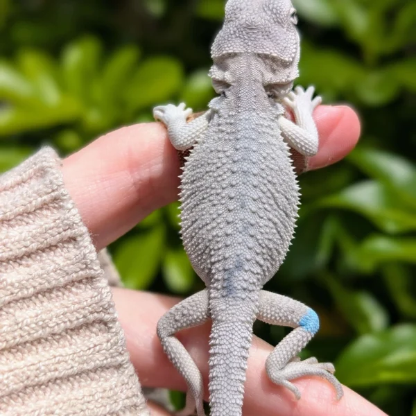 Marbled Hypo Zero, 50% Het Trans