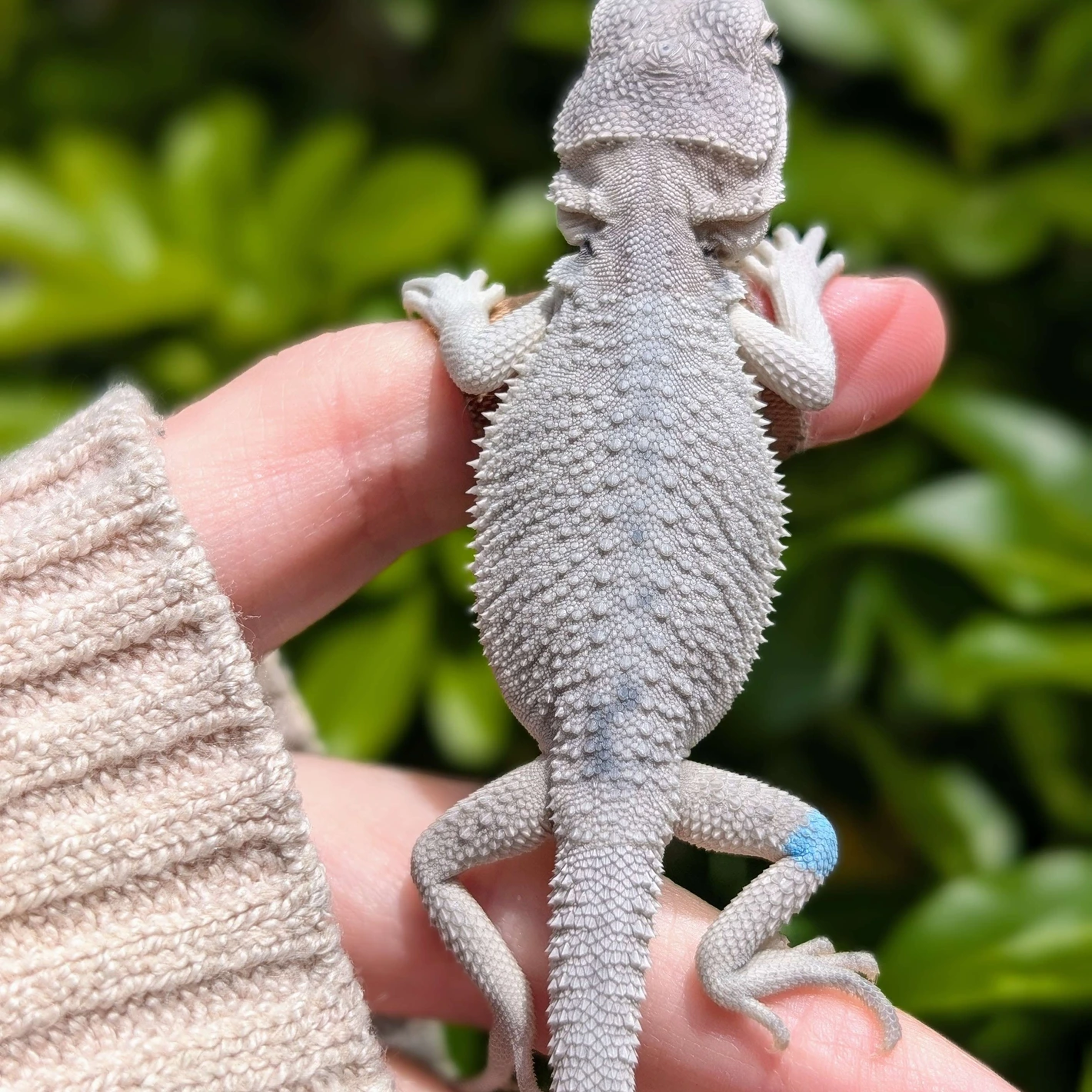 Marbled Hypo Zero, 50% Het Trans