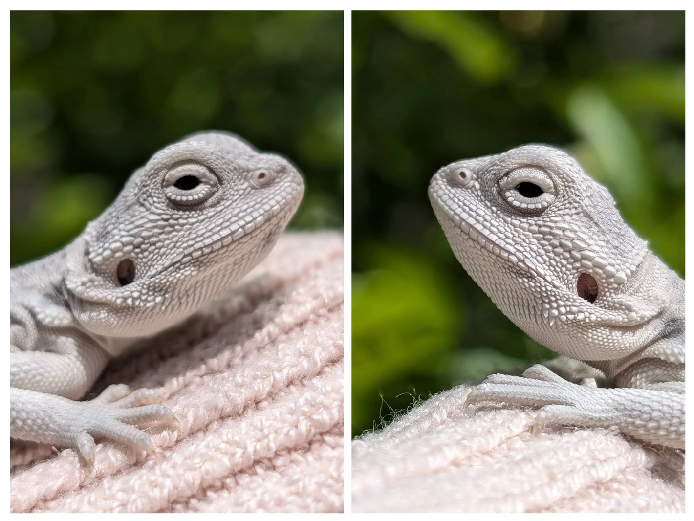 Marbled Hypo Zero, 50% Het Trans - Image 2