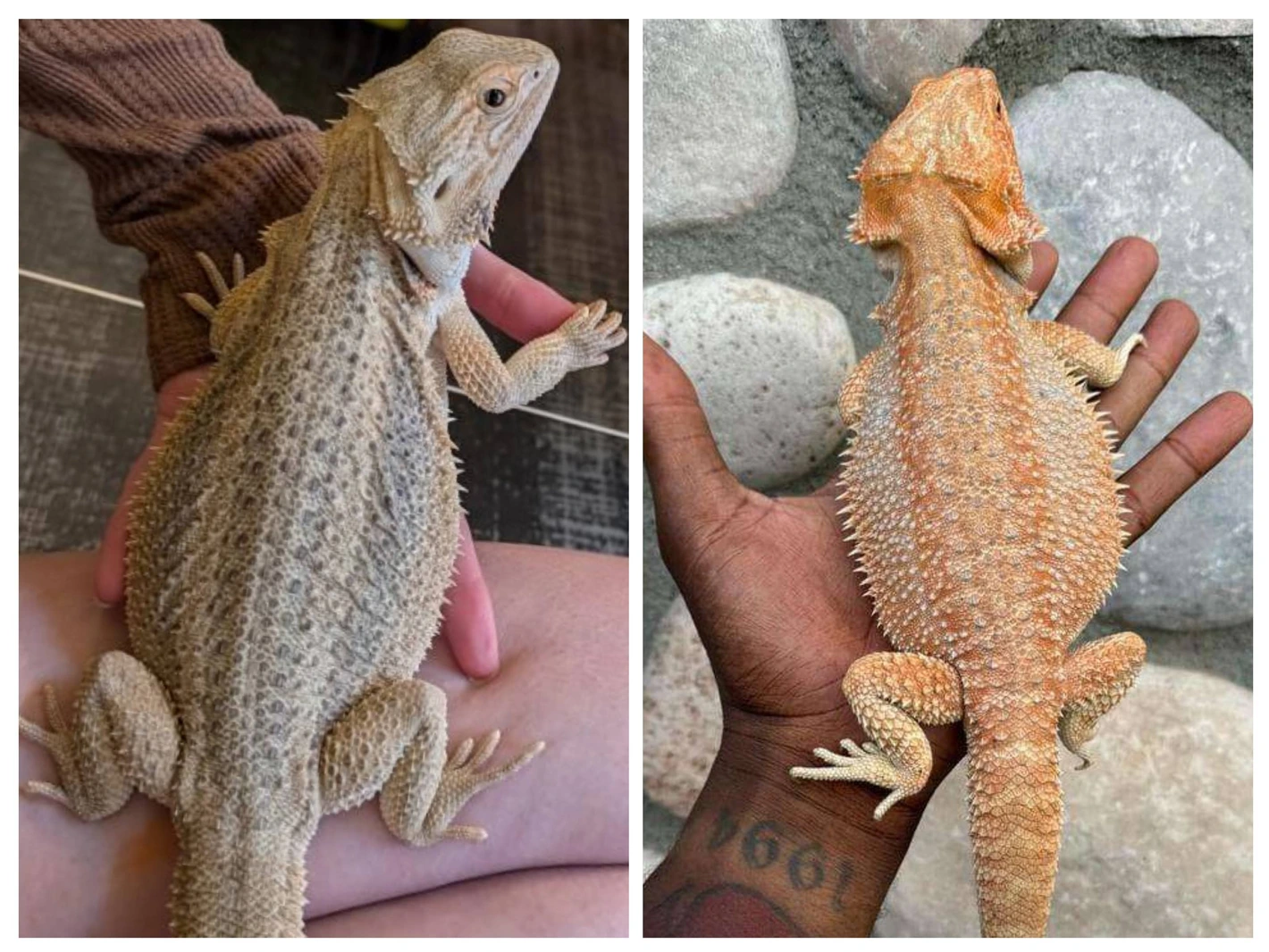 Marbled Hypo Zero, 50% Het Trans - Image 3