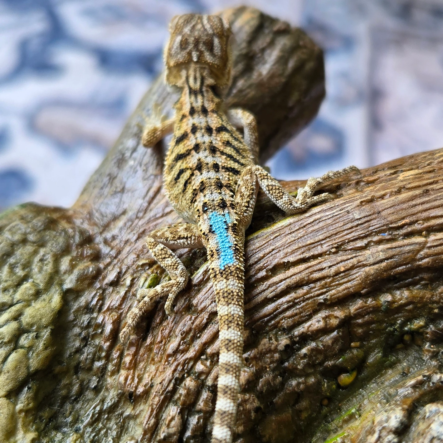 Baby 50% Het Witblits Citrus Tiger Blue Bar!!!