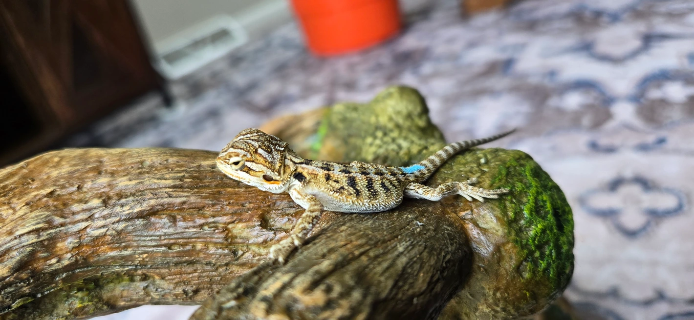 Baby 50% Het Witblits Citrus Tiger Blue Bar!!! - Image 2