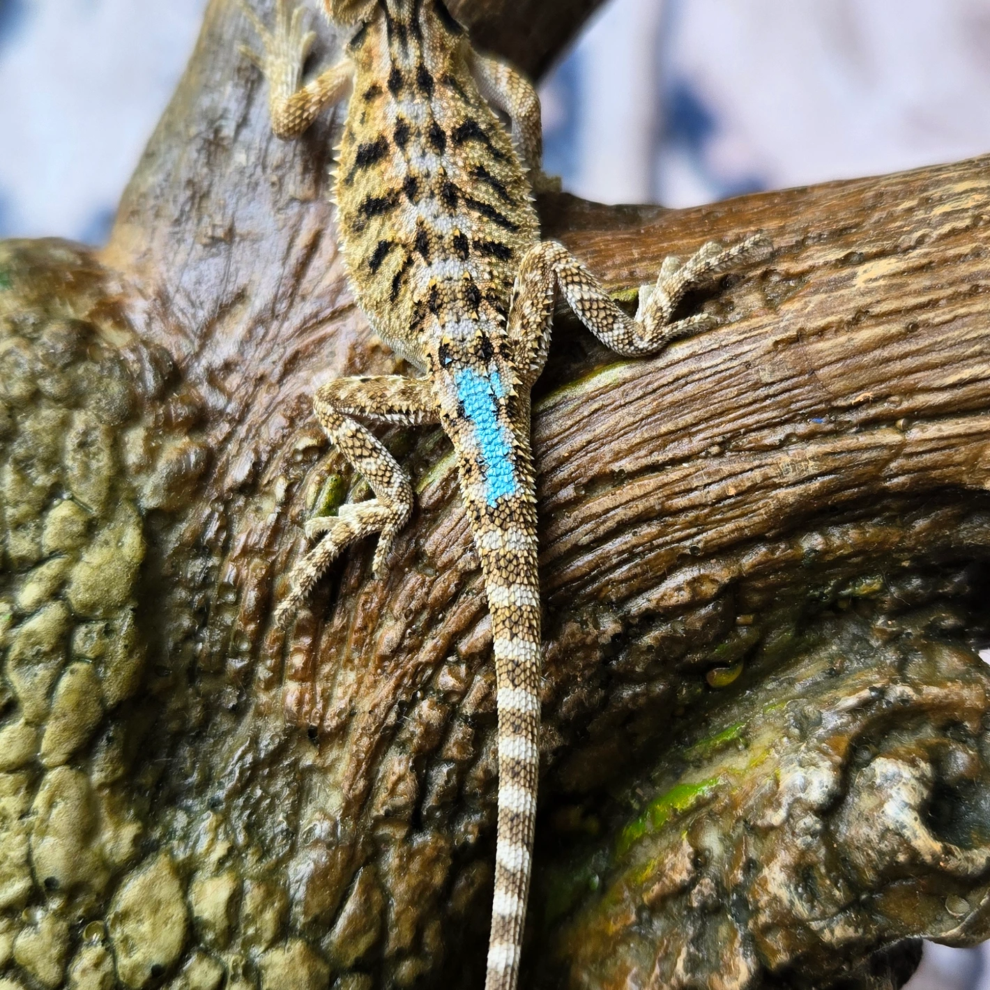 Baby 50% Het Witblits Citrus Tiger Blue Bar!!! - Image 3