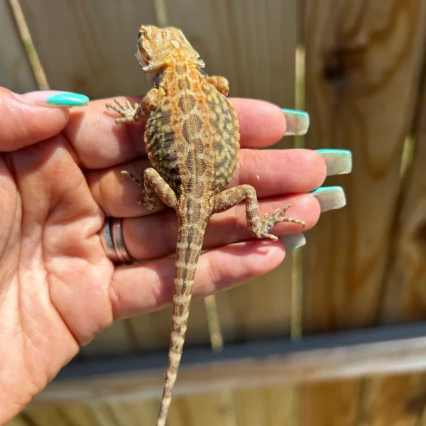 Leatherback Citrus Tiger