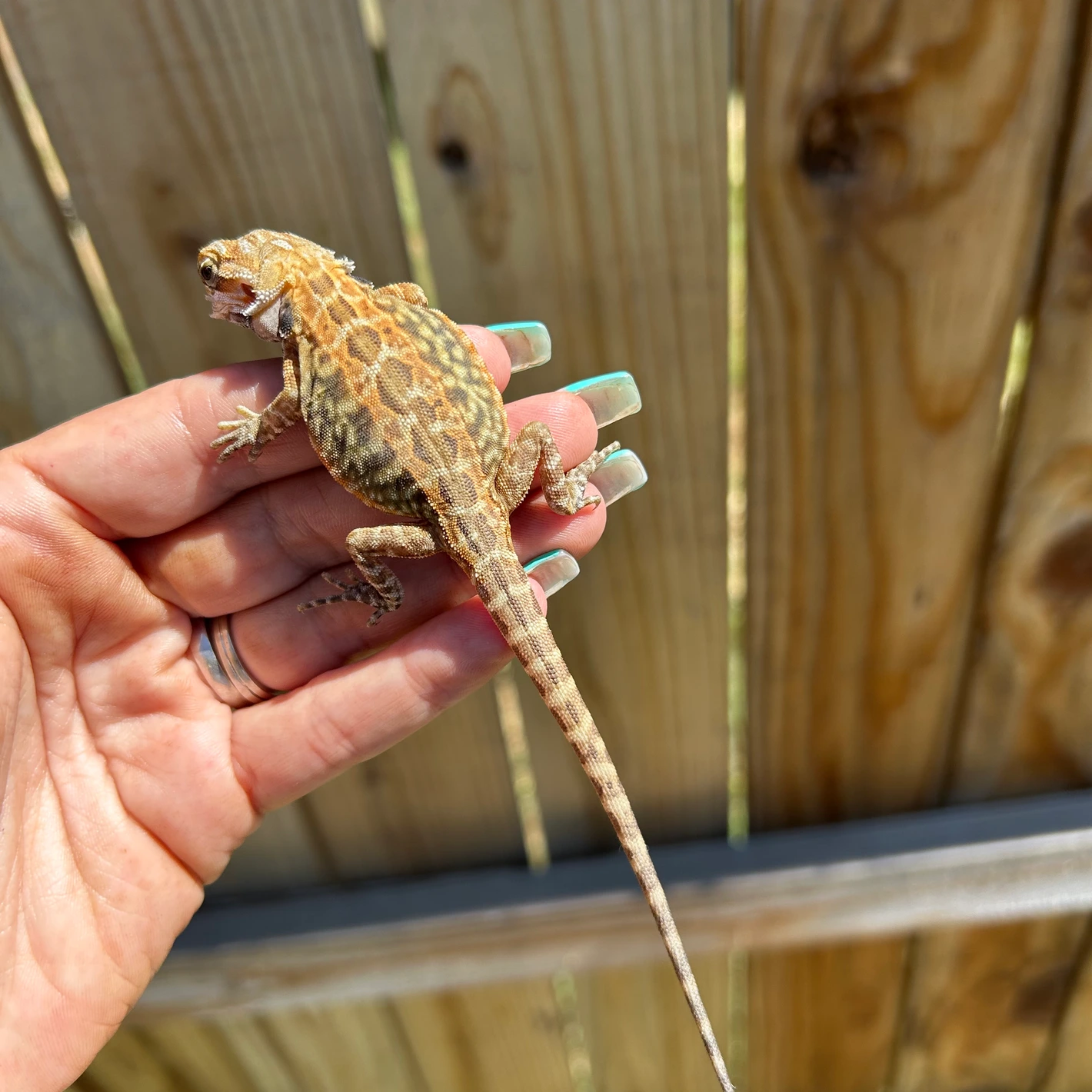 Leatherback Citrus Tiger - Image 2