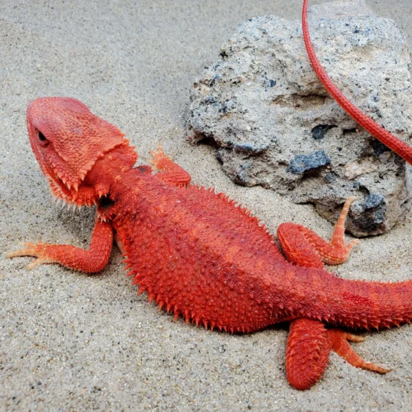 Red Leather Hypo Het Translucent, 1/2 Red Monster Female