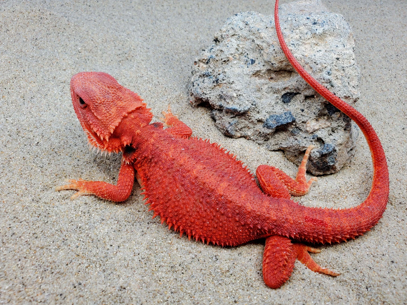 Red Leather Hypo Het Translucent, 1/2 Red Monster Female