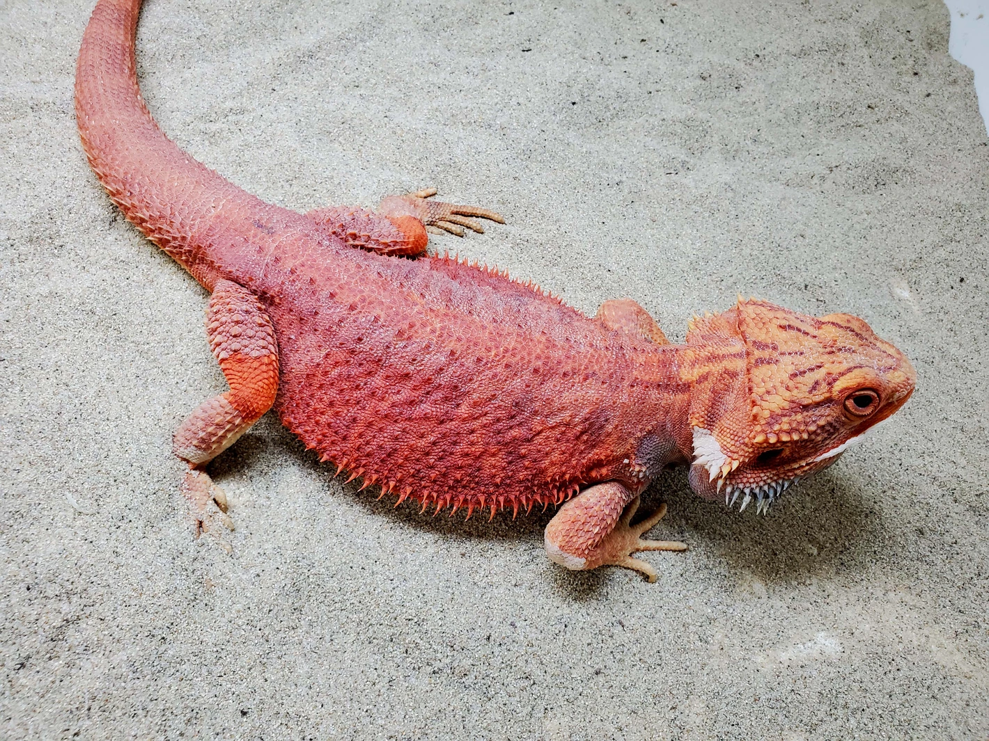 Red Leather Hypo Het Translucent, 1/2 Red Monster Female - Image 2